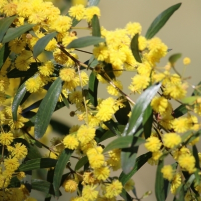 Acacia verniciflua (Varnish Wattle) at West Wodonga, VIC - 14 Sep 2021 by Kyliegw