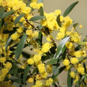 Acacia verniciflua at West Wodonga, VIC - 15 Sep 2021