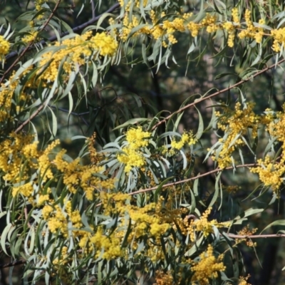 Acacia rubida (Red-stemmed Wattle, Red-leaved Wattle) at West Wodonga, VIC - 15 Sep 2021 by KylieWaldon