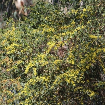 Acacia verniciflua (Varnish Wattle) at Wodonga - 14 Sep 2021 by Kyliegw