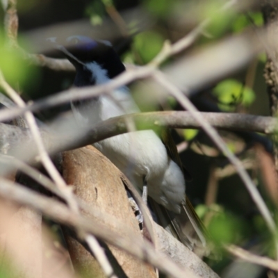 Entomyzon cyanotis (Blue-faced Honeyeater) at West Wodonga, VIC - 14 Sep 2021 by Kyliegw