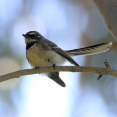 Rhipidura albiscapa (Grey Fantail) at West Wodonga, VIC - 14 Sep 2021 by Kyliegw