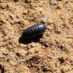 Armadillidium vulgare (Slater bug, woodlouse, pill bug, roley poley) at Felltimber Creek NCR - 15 Sep 2021 by KylieWaldon