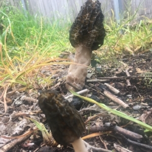 Morchella elata group at Holder, ACT - suppressed