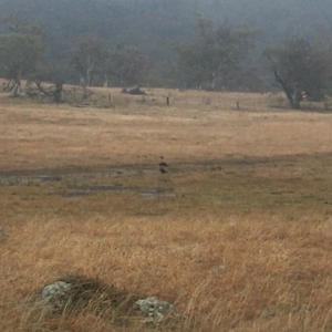 Tadorna tadornoides at Moonbah, NSW - 20 Jun 2021