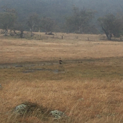 Tadorna tadornoides (Australian Shelduck) at Moonbah, NSW - 20 Jun 2021 by MattBeitzel