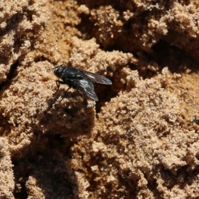 Unidentified True fly (Diptera) at Felltimber Creek NCR - 15 Sep 2021 by Kyliegw