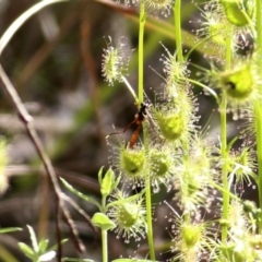 Heteropelma scaposum (Two-toned caterpillar parasite wasp) at West Wodonga, VIC - 15 Sep 2021 by Kyliegw