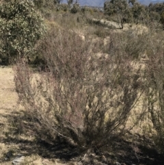 Kunzea parvifolia (Violet Kunzea) at Mount Taylor - 11 Sep 2021 by Tapirlord