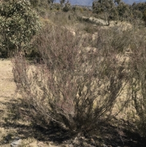 Kunzea parvifolia at Kambah, ACT - 11 Sep 2021