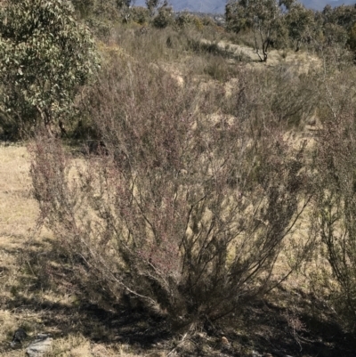 Kunzea parvifolia (Violet Kunzea) at Mount Taylor - 11 Sep 2021 by Tapirlord