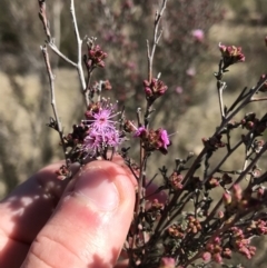 Kunzea parvifolia at Kambah, ACT - 11 Sep 2021