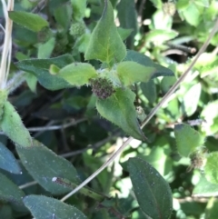 Opercularia hispida (Hairy Stinkweed) at Mount Taylor - 11 Sep 2021 by Tapirlord