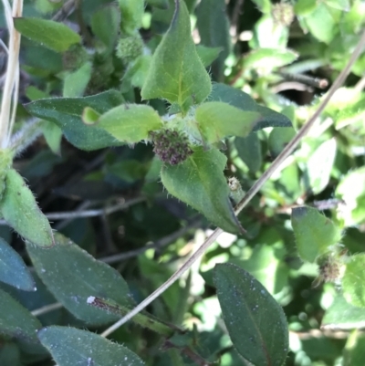 Opercularia hispida (Hairy Stinkweed) at Mount Taylor - 11 Sep 2021 by Tapirlord