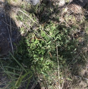 Opercularia hispida at Chifley, ACT - 11 Sep 2021