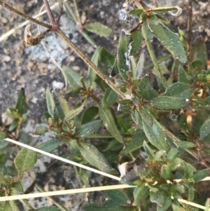 Opercularia hispida at Chifley, ACT - 11 Sep 2021