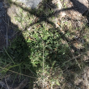 Opercularia hispida at Chifley, ACT - 11 Sep 2021