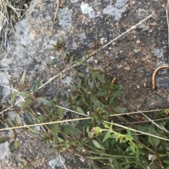 Opercularia hispida at Chifley, ACT - 11 Sep 2021