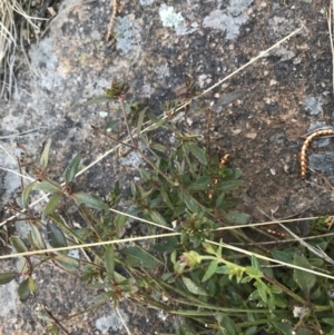 Opercularia hispida at Chifley, ACT - 11 Sep 2021