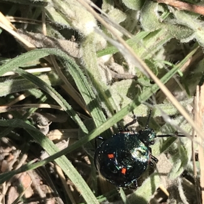 Cermatulus nasalis (Predatory shield bug, Glossy shield bug) at Tuggeranong DC, ACT - 11 Sep 2021 by Tapirlord