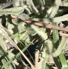 Cermatulus nasalis at Tuggeranong DC, ACT - 11 Sep 2021 12:46 PM