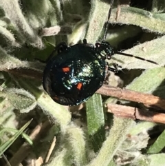 Cermatulus nasalis at Tuggeranong DC, ACT - 11 Sep 2021