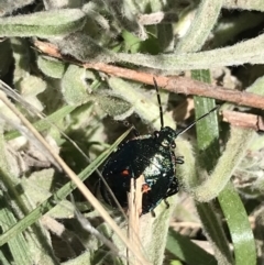 Cermatulus nasalis at Tuggeranong DC, ACT - 11 Sep 2021 12:46 PM