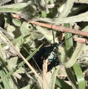 Cermatulus nasalis at Tuggeranong DC, ACT - 11 Sep 2021