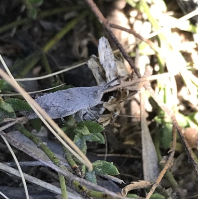 Goniaea opomaloides (Mimetic Gumleaf Grasshopper) at Tuggeranong DC, ACT - 11 Sep 2021 by Tapirlord