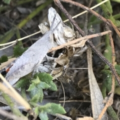 Goniaea opomaloides at Tuggeranong DC, ACT - 11 Sep 2021 12:39 PM