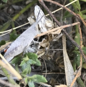 Goniaea opomaloides at Tuggeranong DC, ACT - 11 Sep 2021 12:39 PM