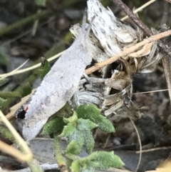 Goniaea opomaloides at Tuggeranong DC, ACT - 11 Sep 2021