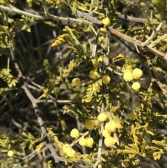 Acacia cardiophylla (Wyalong Wattle) at Mount Taylor - 11 Sep 2021 by Tapirlord