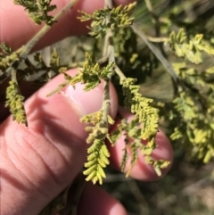 Acacia cardiophylla at Kambah, ACT - 11 Sep 2021