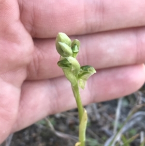 Hymenochilus sp. at Kambah, ACT - 11 Sep 2021