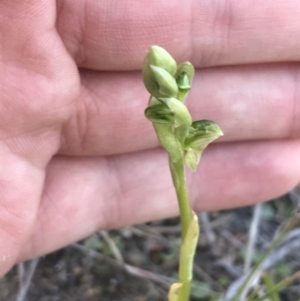 Hymenochilus sp. at Kambah, ACT - 11 Sep 2021