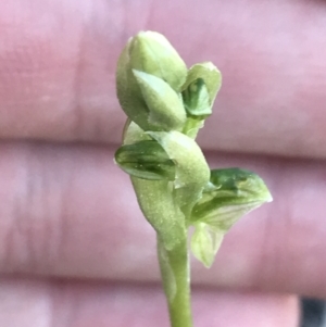 Hymenochilus sp. at Kambah, ACT - 11 Sep 2021