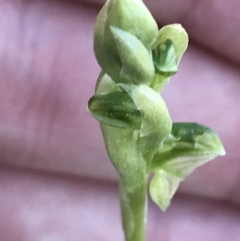 Hymenochilus sp. at Kambah, ACT - 11 Sep 2021