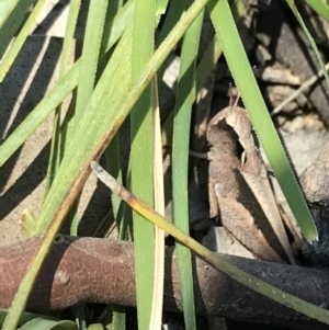 Cryptobothrus chrysophorus at Kambah, ACT - 11 Sep 2021