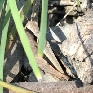 Cryptobothrus chrysophorus at Kambah, ACT - 11 Sep 2021