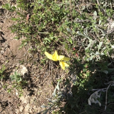 Diuris chryseopsis (Golden Moth) at Kambah, ACT - 11 Sep 2021 by Tapirlord