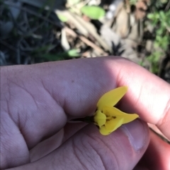 Diuris chryseopsis (Golden Moth) at Mount Taylor - 11 Sep 2021 by Tapirlord