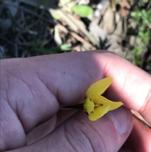 Diuris chryseopsis at Kambah, ACT - 11 Sep 2021