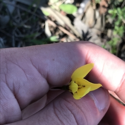 Diuris chryseopsis (Golden Moth) at Kambah, ACT - 11 Sep 2021 by Tapirlord