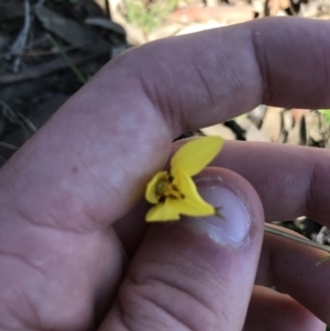 Diuris chryseopsis at Kambah, ACT - 11 Sep 2021