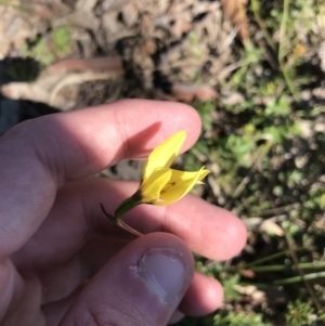 Diuris chryseopsis at Kambah, ACT - 11 Sep 2021