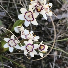 Wurmbea dioica subsp. dioica (Early Nancy) at Mount Taylor - 11 Sep 2021 by Tapirlord