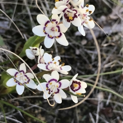 Wurmbea dioica subsp. dioica (Early Nancy) at Mount Taylor - 11 Sep 2021 by Tapirlord