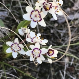 Wurmbea dioica subsp. dioica at Kambah, ACT - 11 Sep 2021