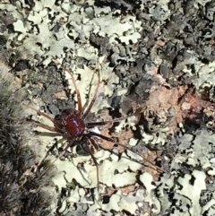 Habronestes sp. (genus) (An ant-eating spider) at Kambah, ACT - 11 Sep 2021 by Tapirlord